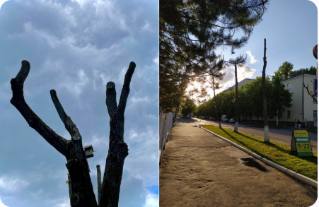 витебск петиция кронирование деревьев обрезка деревьев зеленый телефон экодом