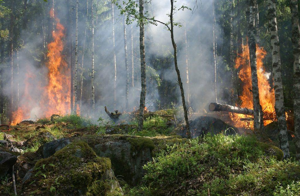 лесные пожары изменения климата экодом климатические изменения Беларусь
