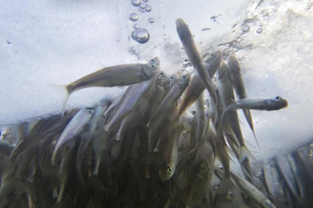 замор рыбы мор рыбы зима экопроблемы Беларусь рыбалка лунка